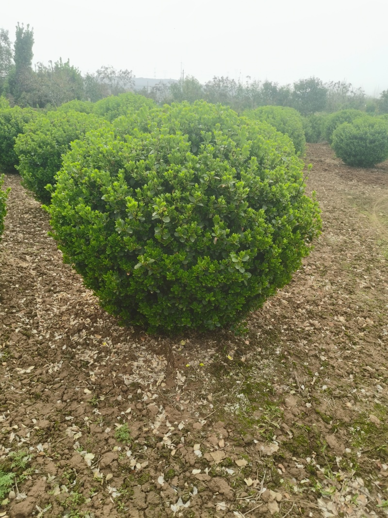 （卫矛球）洛阳绿景大叶黄杨基地。精品卫矛球。精品卫矛，
