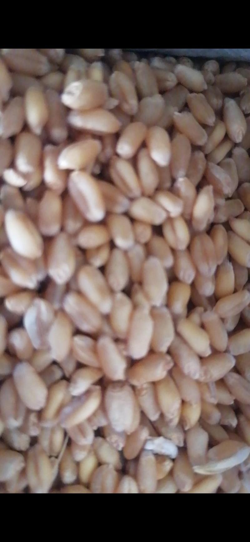精品旱地小麦