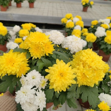 菊花/黄白菊
