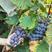 广西桂林全州枧塘巨峰葡萄自然果，葡萄量大，专业代办