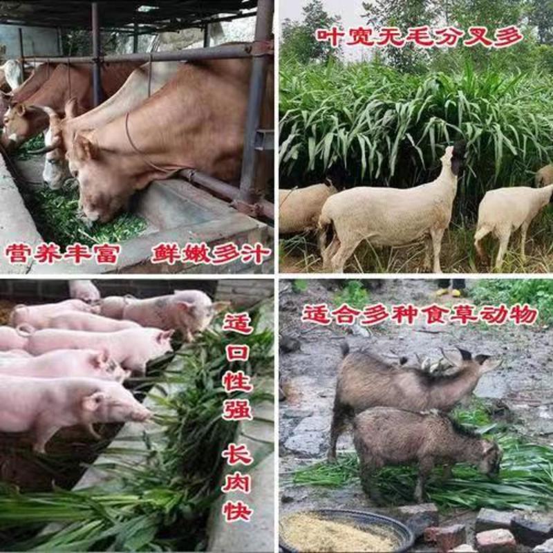 【推荐】重庆皇竹草基地，大量供应，优质牛羊类牧草