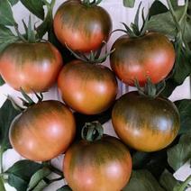 辽宁草莓番茄铁皮西红柿大量上市口感酸甜欢迎来电
