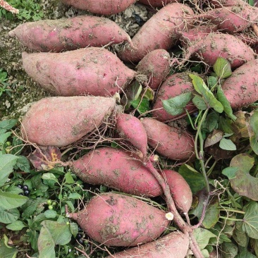 【济薯26】大量供应对接电商商超大量供应品质保证