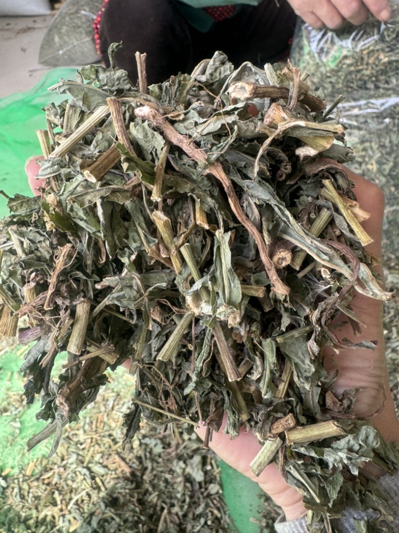 败酱草发货前过筛北败酱草实物拍摄败酱保庆药业