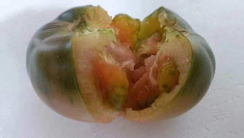 草莓西红柿碱地柿子口感好品质佳对接全国商超