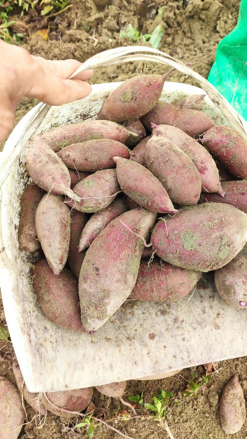 【小花叶紫薯】软糯香甜品质保证视频验货广东产地直发