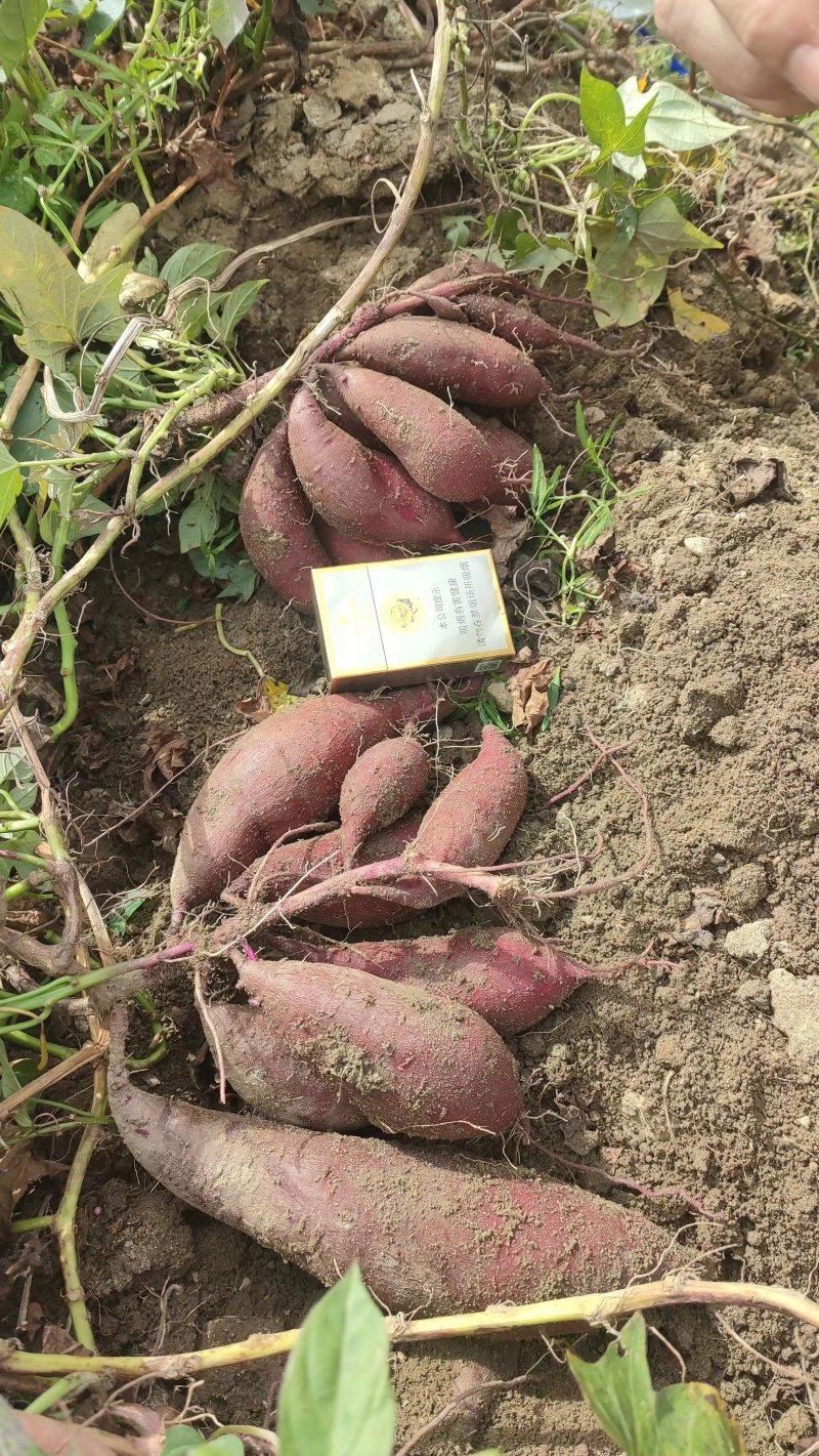 【小花叶紫薯】软糯香甜品质保证视频验货广东产地直发