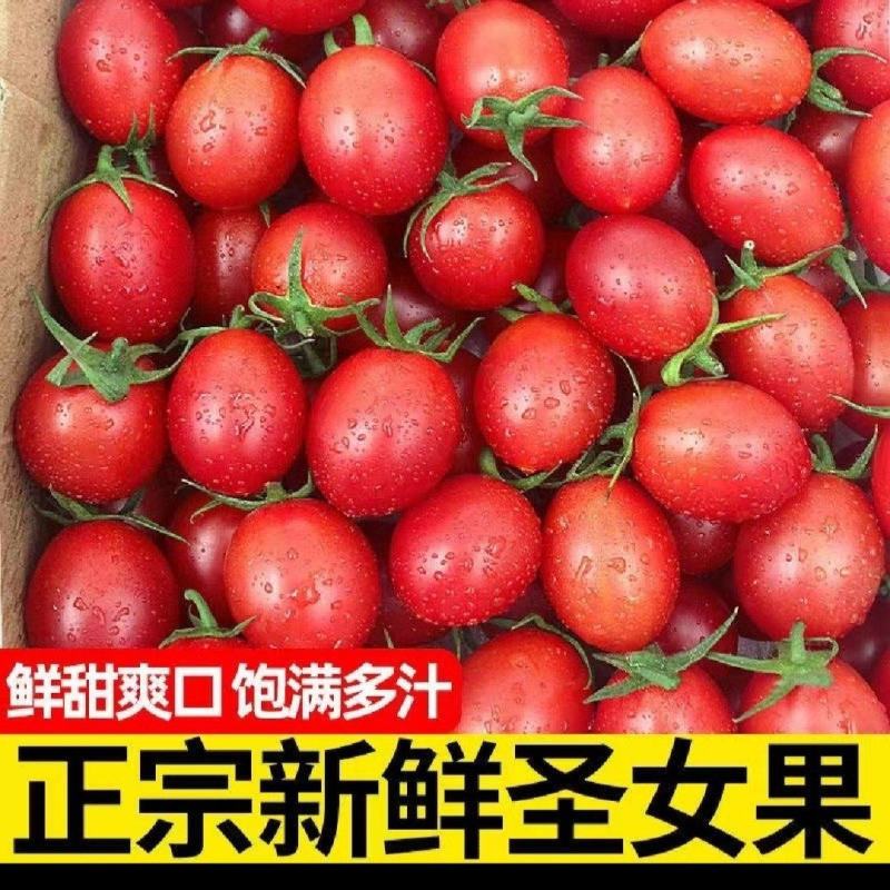 【小猪眼圣女果】优选百色圣女果产地现摘现发欢迎订购