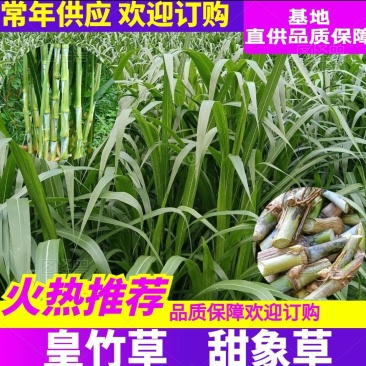 【推荐】重庆皇竹草基地，大量供应，优质牛羊类牧草