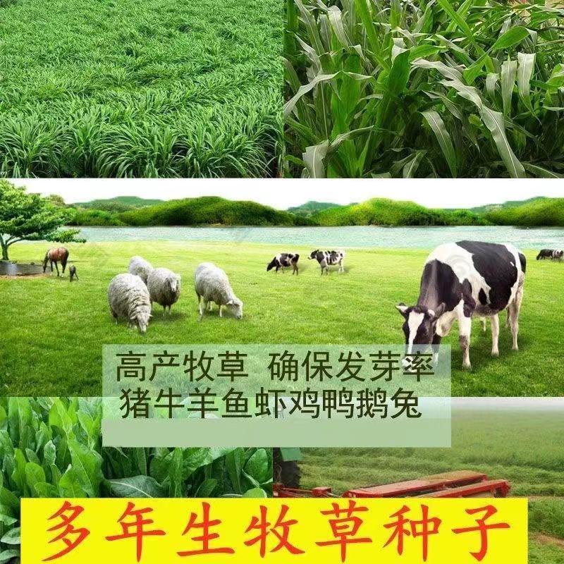 【牛商推荐】牛羊饲料，皇竹草大量供应，养殖的朋友请看过来