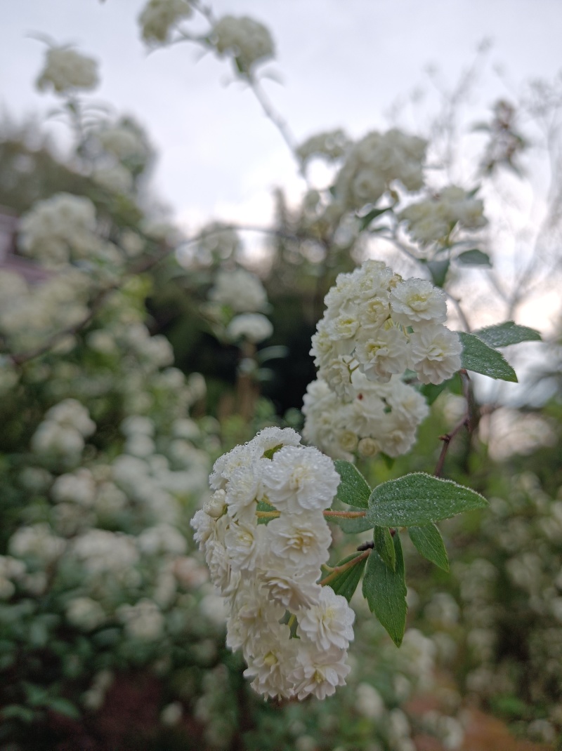 木本小手菊《属于丰花品种，重瓣，叶小，开花密集》