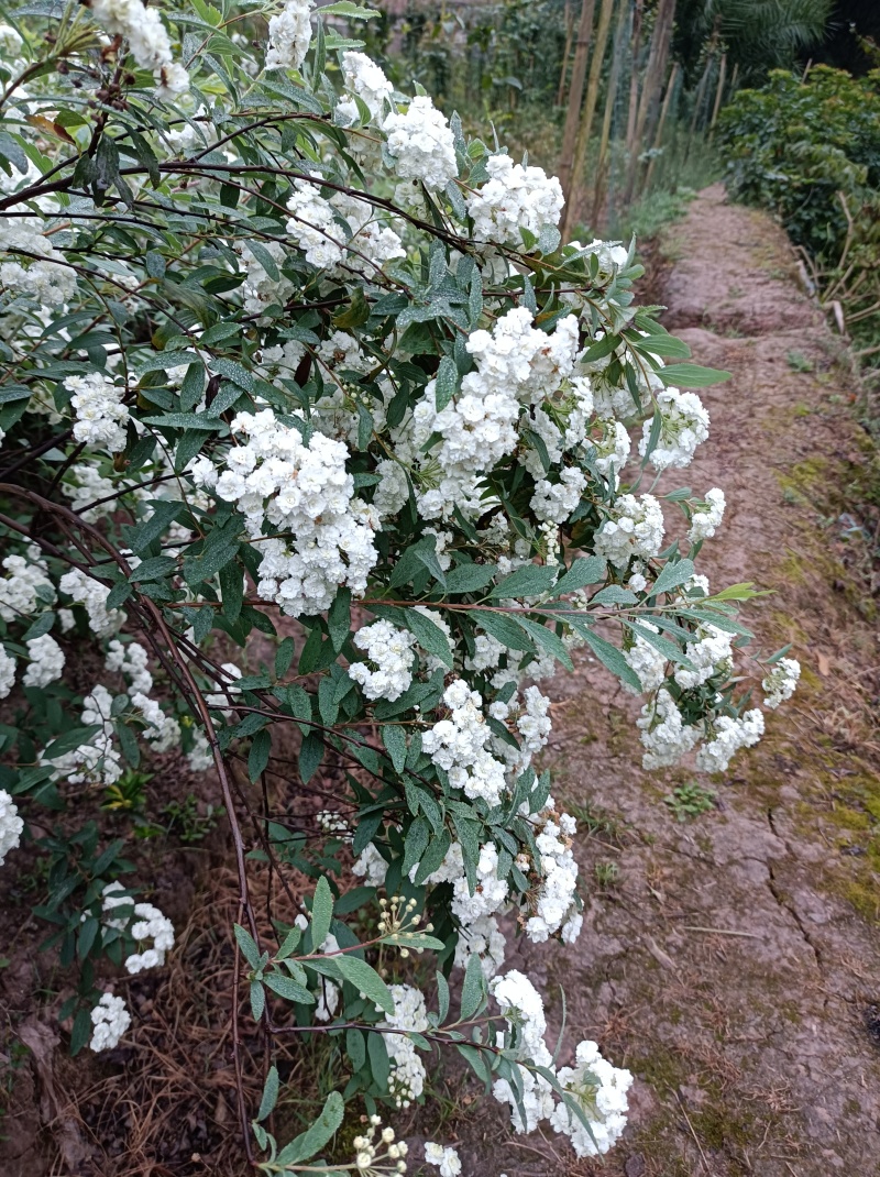 木本小手菊《属于丰花品种，重瓣，叶小，开花密集》