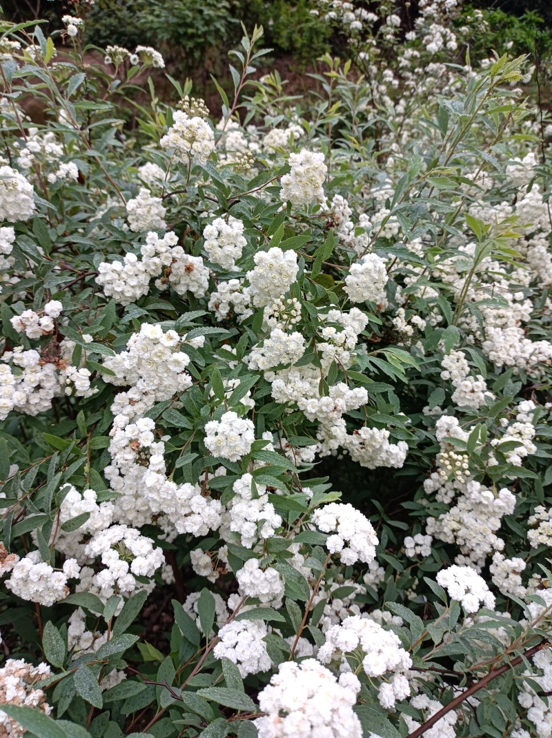 木本小手菊《属于丰花品种，重瓣，叶小，开花密集》