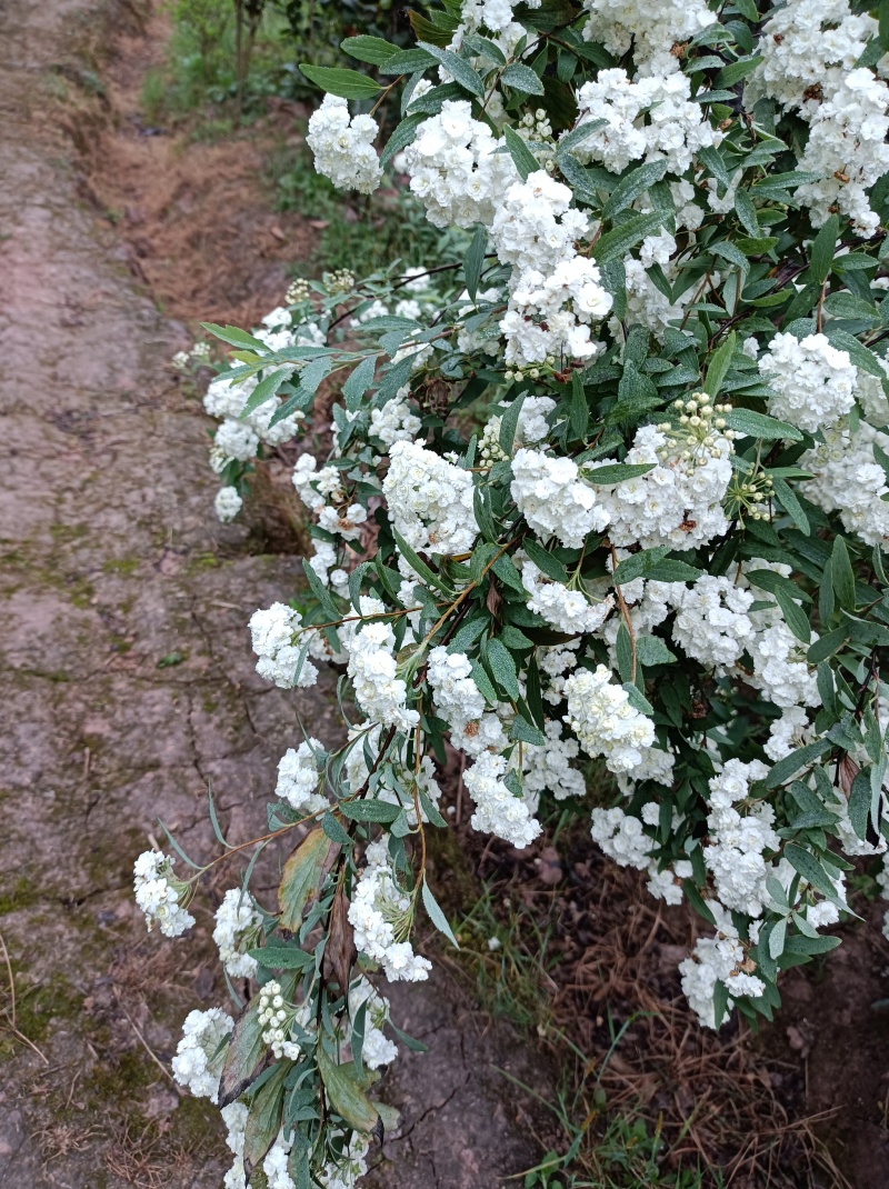 木本小手菊《属于丰花品种，重瓣，叶小，开花密集》