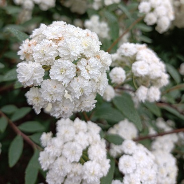 木本小手菊《属于丰花品种，重瓣，叶小，开花密集》