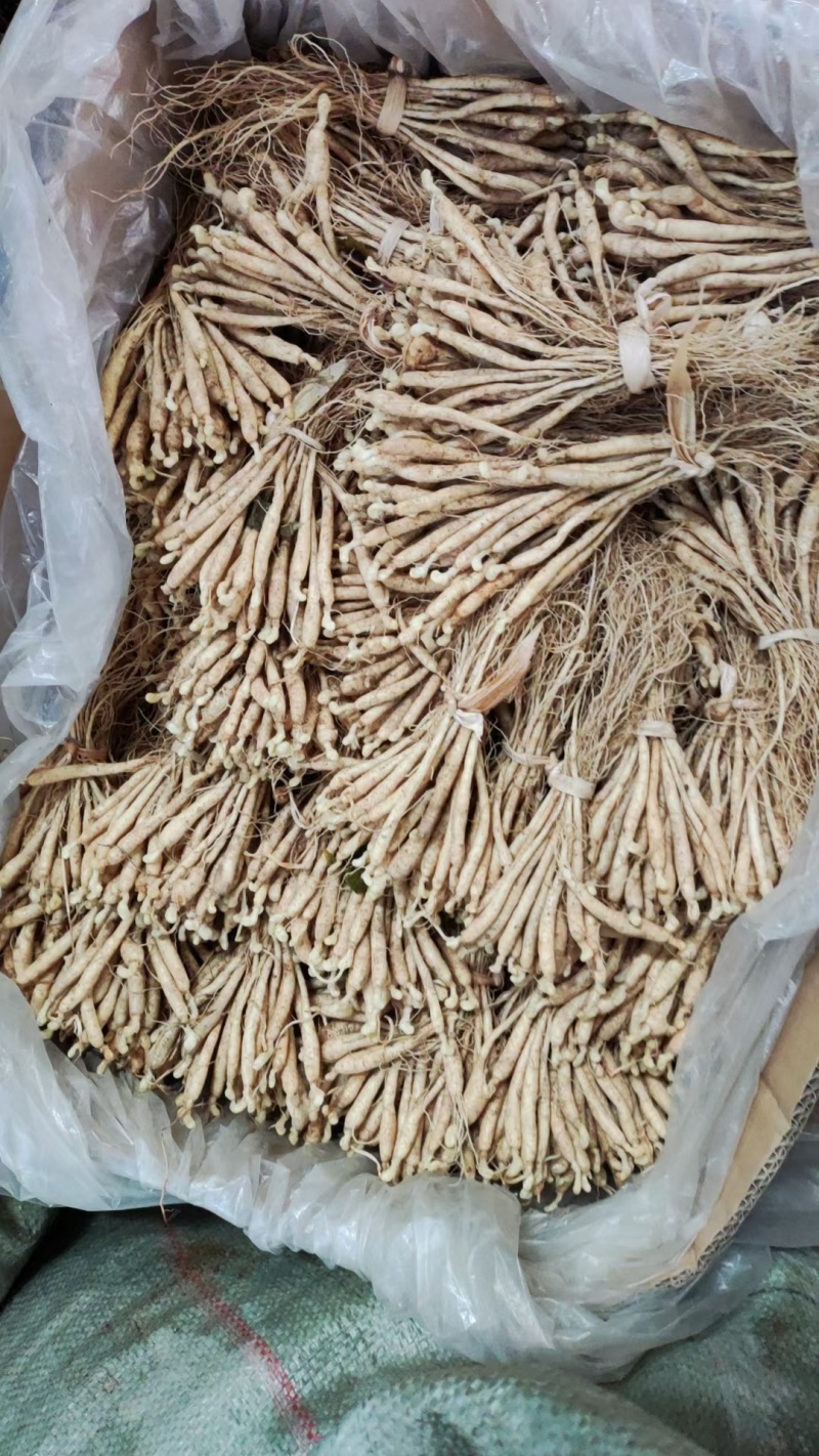 人参种苗长白山基地直供品质保证全国发货