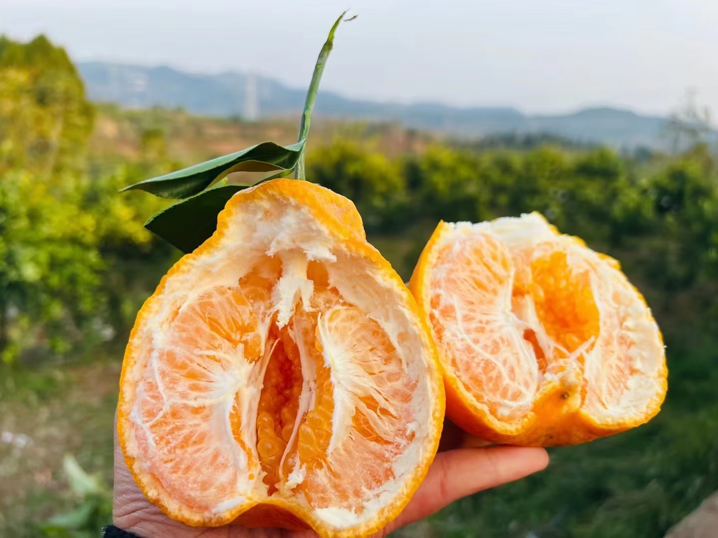 春见柑桔果肉细腻多汁,果粒分明,呈现自然橙红色泽 春见柑桔果肉特写