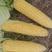 精品太阳花玉米产地直发品质保证量大从优欢迎联系