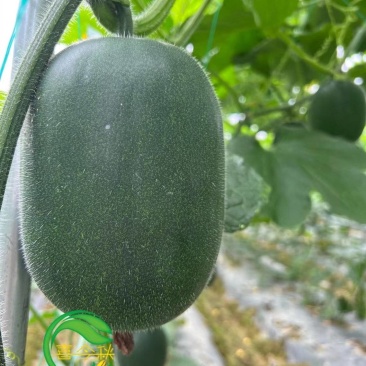 华冠小型冬瓜中早熟果实圆筒形瓜皮青绿色