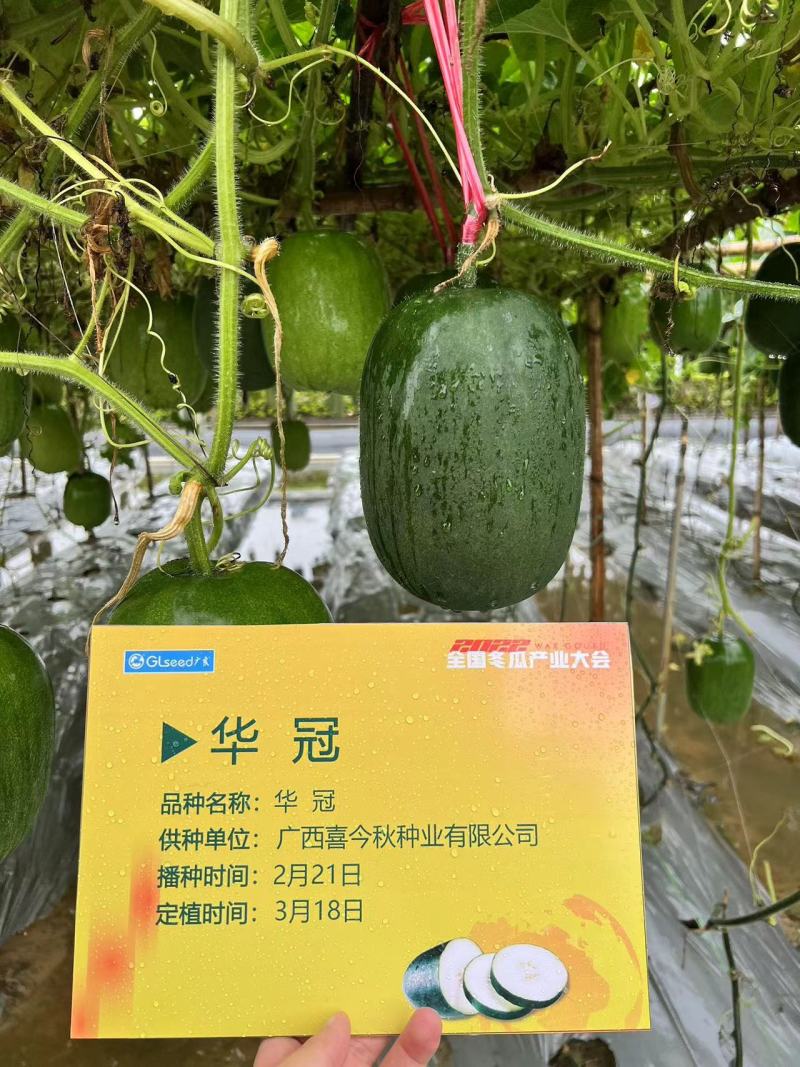 华冠小型冬瓜中早熟果实圆筒形瓜皮青绿色