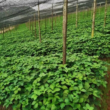 重楼苗滇重楼七叶一枝花粉质重楼苗高杆耐阴药材苗