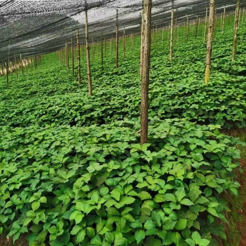 重楼苗滇重楼七叶一枝花粉质重楼苗高杆耐阴药材苗