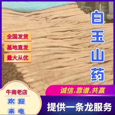 基地白玉山药陆续出货中,肉质白嫩,口感面香甜。