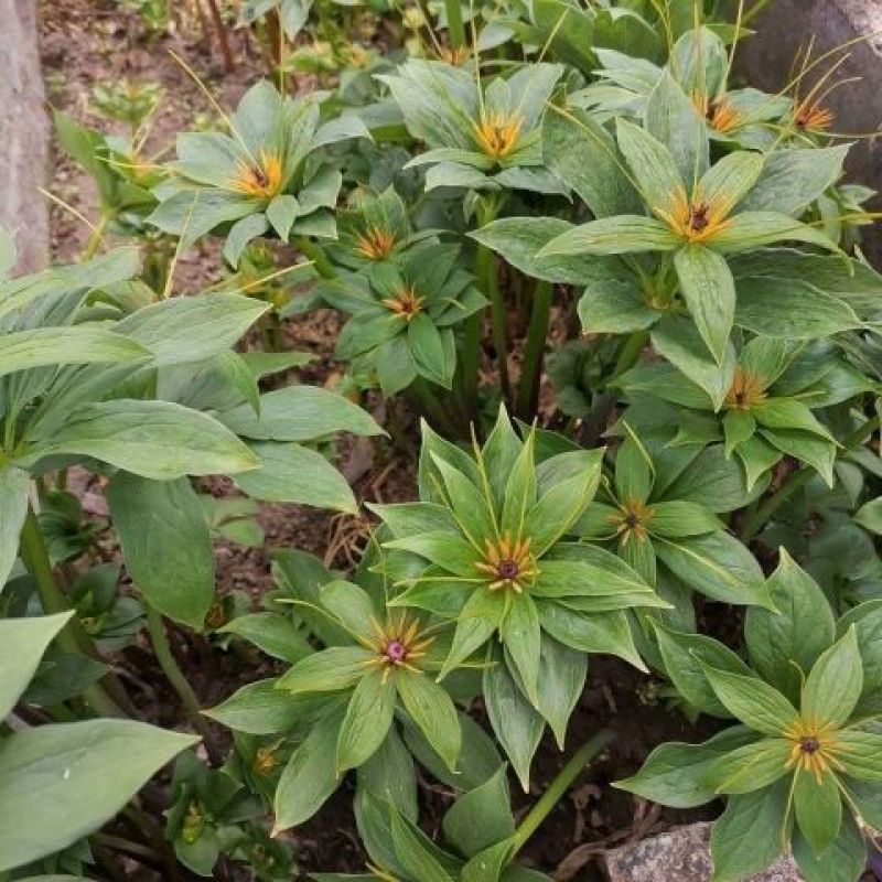 重楼苗滇重楼七叶一枝花粉质重楼苗高杆耐阴药材苗