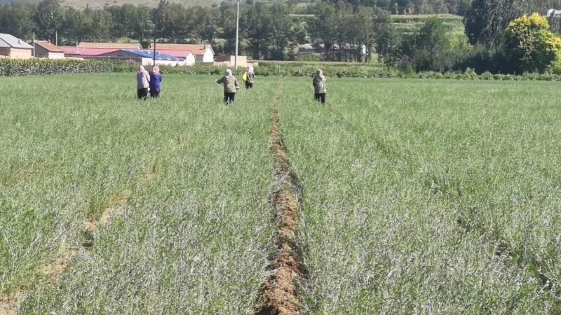 沙棘苗各种规格包成活包售后640亩苗圃品质好