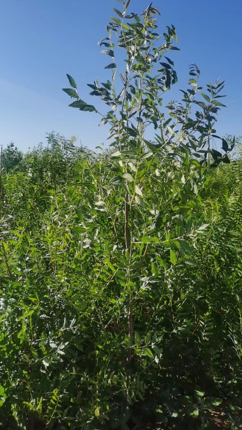 沙棘苗各种规格包成活包售后640亩苗圃品质好
