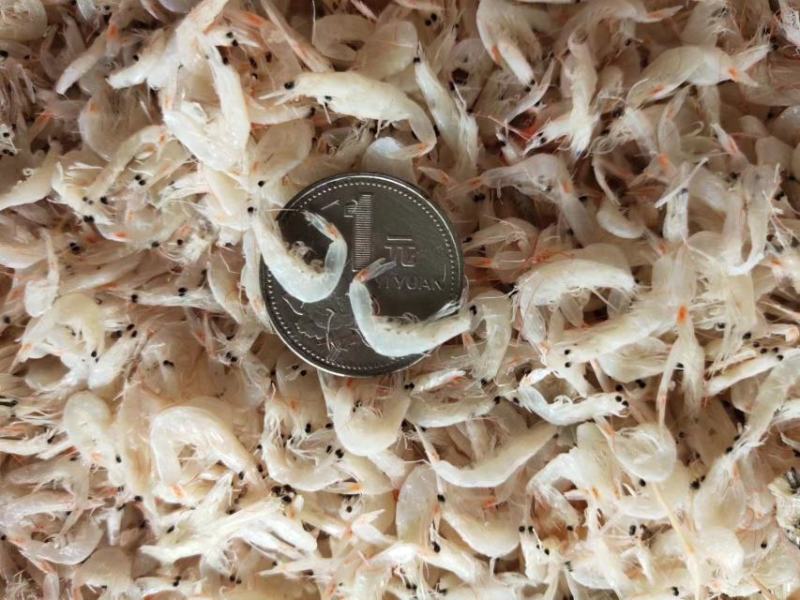 山东滨州虾皮货源充足，全国发货