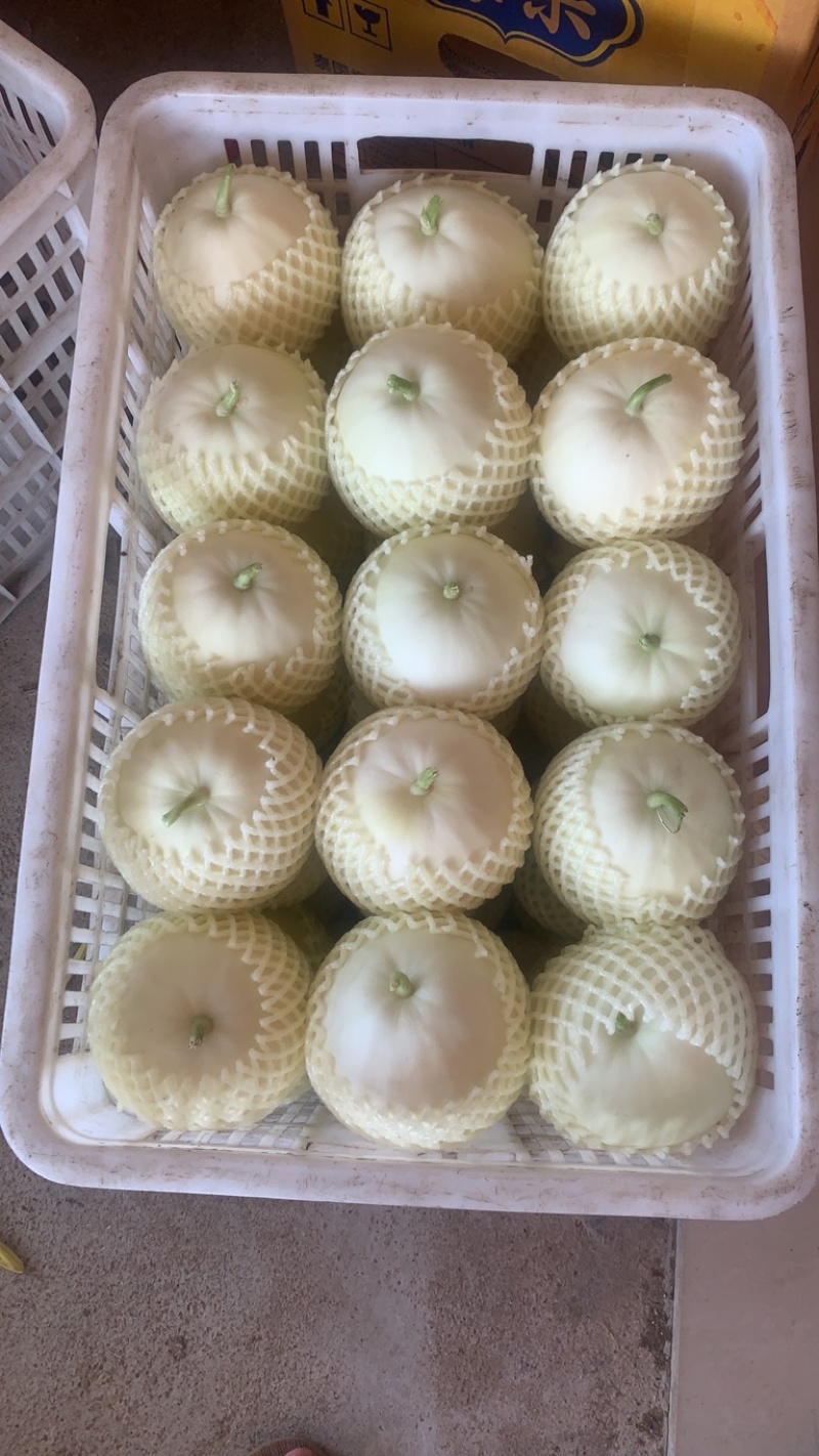 广西北海香瓜上市中