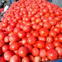 【精品】山西夏县硬粉西红柿大量上市口感好色亮产地批发