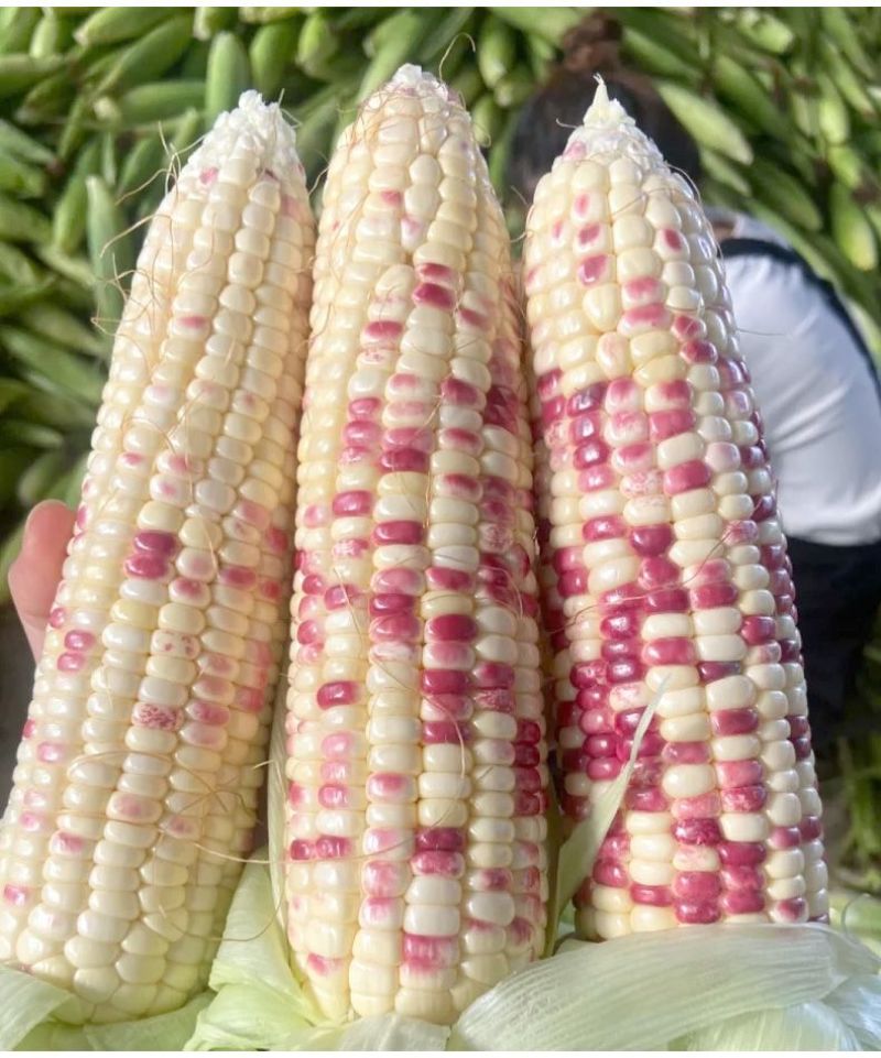 广东玉米花糯玉米水果玉米大量供应电商超市甜糯玉米
