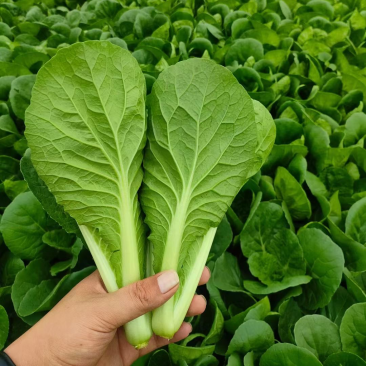 山东快菜/大量供货质量保证价格优惠欢迎致电
