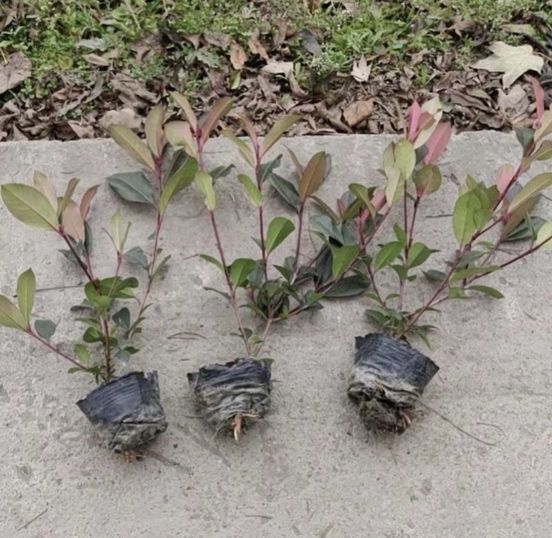 红叶石楠，黑土优质培育，四季常青植物街道公路园林绿化