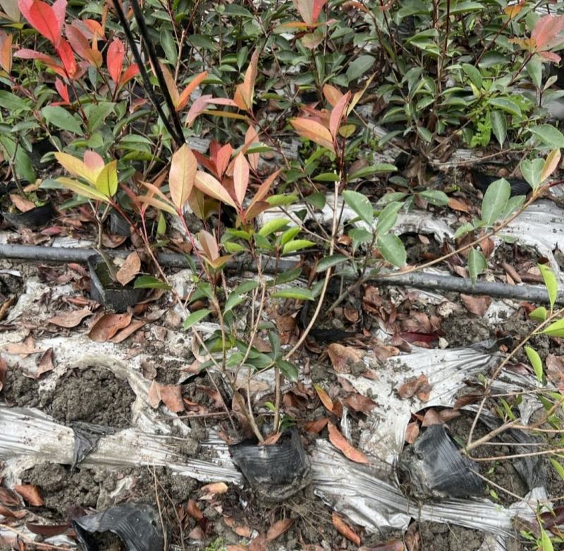 红叶石楠，黑土优质培育，四季常青植物街道公路园林绿化