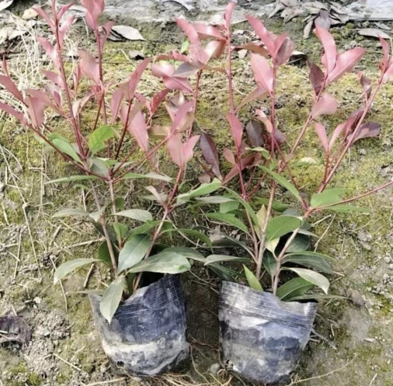 红叶石楠，黑土优质培育，四季常青植物街道公路园林绿化