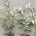 红叶石楠，黑土优质培育，四季常青植物街道公路园林绿化