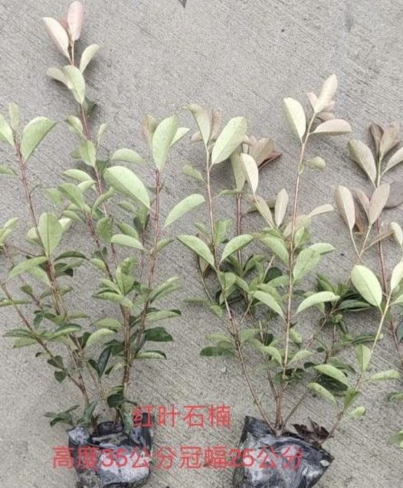 红叶石楠，黑土优质培育，四季常青植物街道公路园林绿化