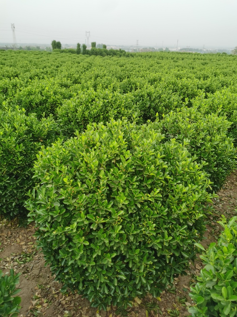 大叶黄杨，冬青球。基地直发，自产自销。规格齐全。
