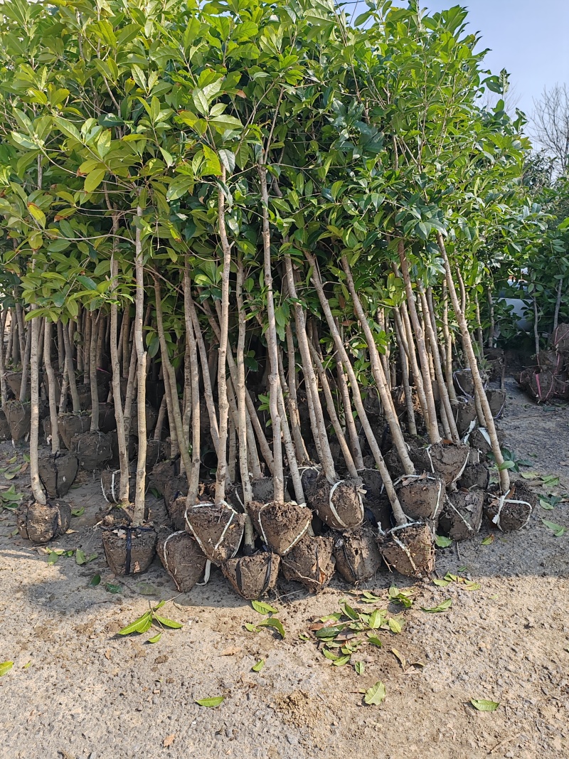桂花树