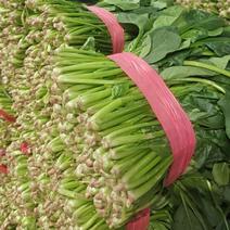 精品大叶菠菜大量供应，新鲜采摘对接全国客商山东产地直发