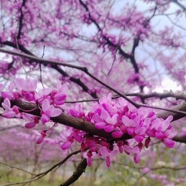 红叶紫荆花