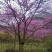 红叶紫荆花