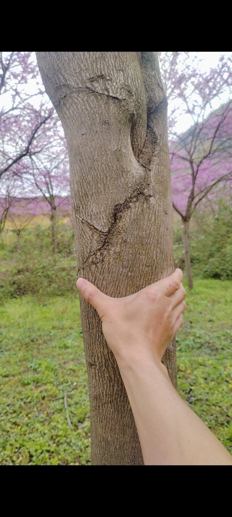 红叶紫荆花
