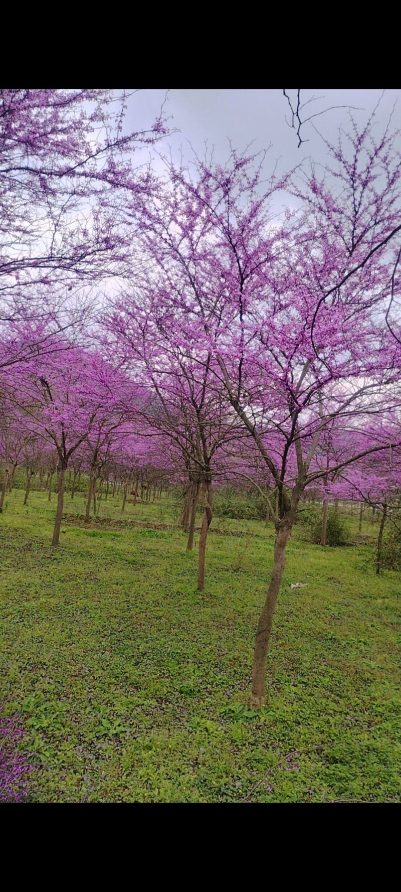 红叶紫荆花