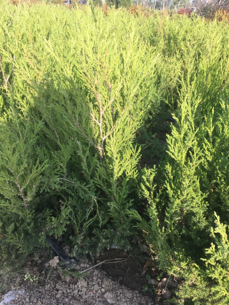 蜀桧