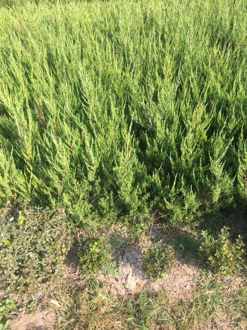 蜀桧