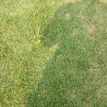 百慕大草皮，兰引三号草皮，混播等